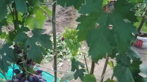 Гибридная форма винограда Находка. Калугин В. М. 14.08.21.