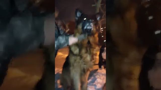 Ухаживаем за шерстью. Чего стоит красота Рему. смотреть онлайн