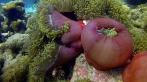 Fihalhohi, Kaafu-Atoll, Maldives