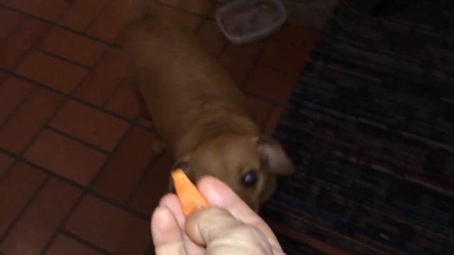 ЧЁРНАЯ ИКРА В ПАПАЕ - как применить какие свойства смотреть онлайн