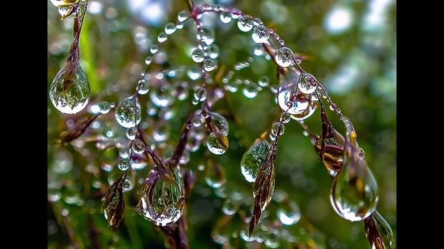 Афанасий Фет "Шепот, робкое дыханье..." Читает Павел Морозов смотреть онлайн