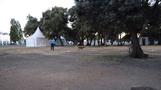 Дрессировка очень сообразительного пса смотреть онлайн