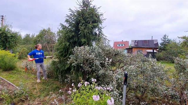 СТРИЖКА кустов | ОБРЕЗКА смородины | ДО и ПОСЛЕ | СИРЕНЬ бульденеж смотреть онлайн