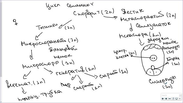 9_Размножение покрытосеменных