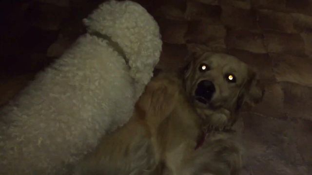 Вязка собак! Дубль 3.ПУДЕЛЬ решил Повязать ГоЛдена 😂 смотреть онлайн