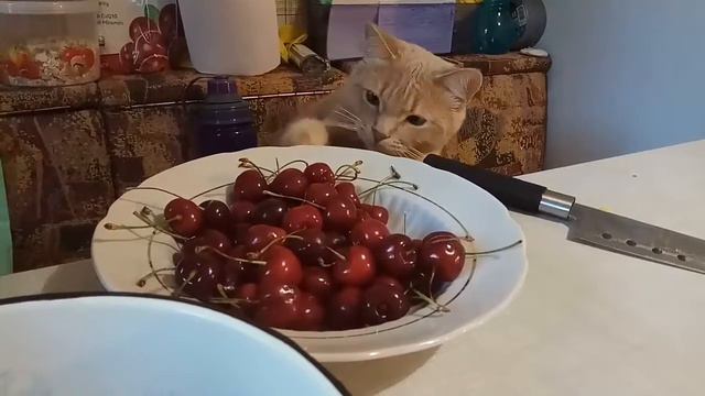 🐈 тырит черешню) Не знала, что коты любят фрукты смотреть онлайн