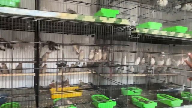 50 Pairs ki White Java Birds Breeding Colony смотреть онлайн