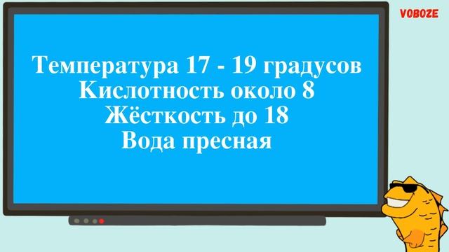 Красавец Малоазиатский Тритон Содержание в акватеррариуме Чем кормить Совместимость смотреть онлайн