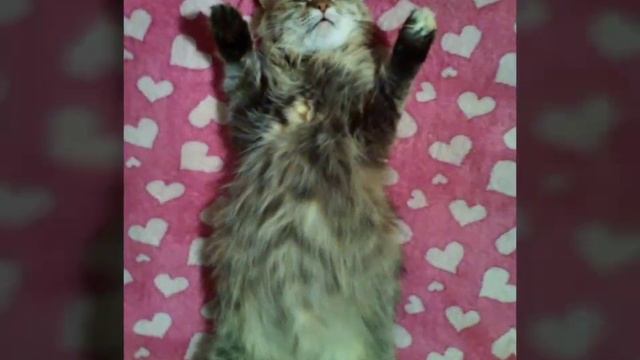 Кошка кайфует смотреть онлайн