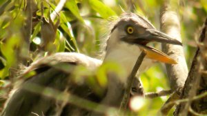 Таинственный мир птиц. Самые интересные факты о пернатых, которые вы не знали | Все как у людей