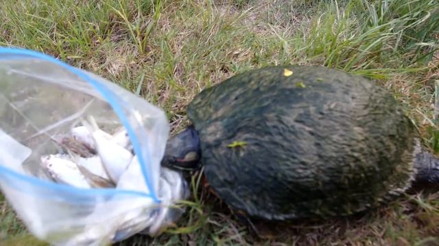 The Turtles Are Everywhere! смотреть онлайн