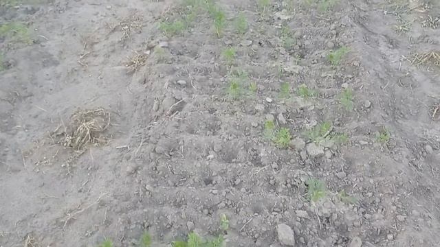 Блинчик уехал, огород растет, сено ждёт. #Вашехозяйство #защитаотнасекомых #Лютоня смотреть онлайн
