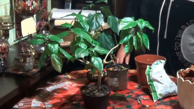 Правильный Уход За Гибискусом ( Китайской Розой). Уход Зимой и Летом смотреть онлайн