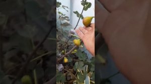 Инжир Карликовый(LDP)