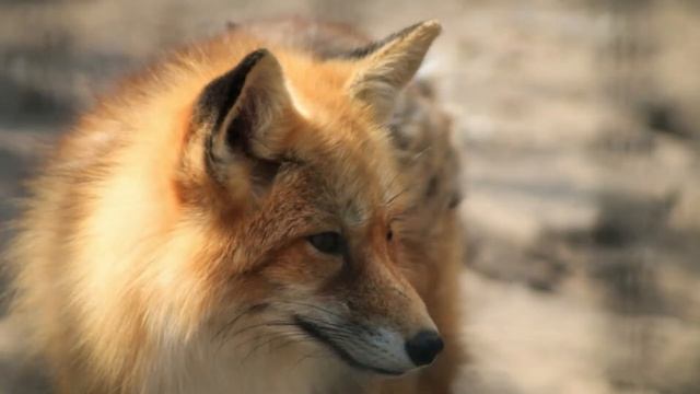 Лис и Мышонок | Виталий Бианки | Аудиокнига смотреть онлайн