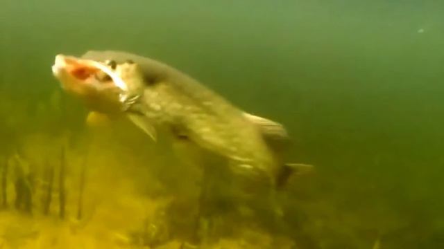 Щуки монстры рвут приманки под водой . Атаки щуки рыбалка 2021 смотреть онлайн