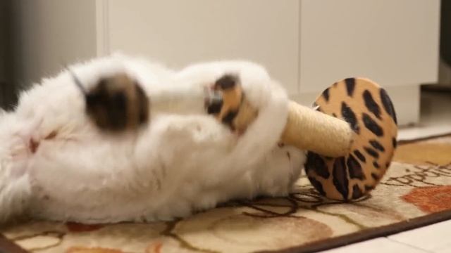 14 Things Cats LOVE (#3 Might Wake You Up) смотреть онлайн