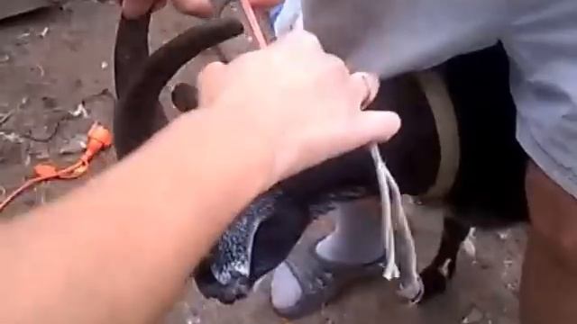 KoZa DeReZa / ОбЕзРоЖиВаНиЕ КоЗ РеЗиНкАмИ / смотреть онлайн