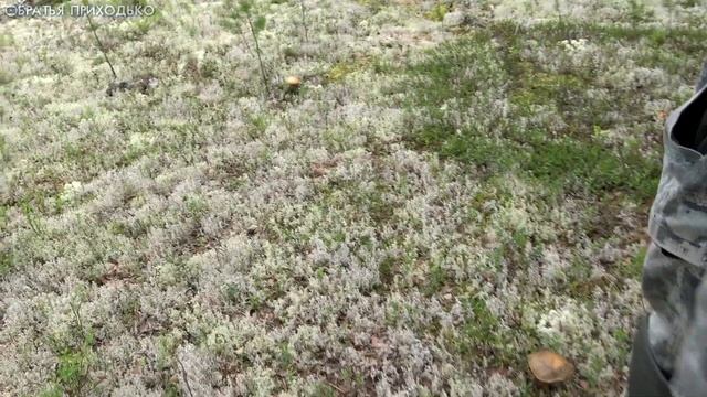 ОКУНЬ НА СПИННИНГ смотреть онлайн