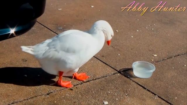 The Saga of Duckie the Goose! смотреть онлайн