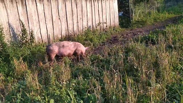 Наши гибридные свиньи смотреть онлайн