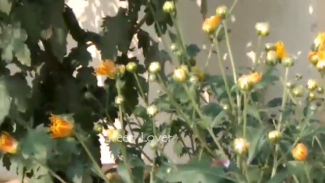 Gazania Flower on my Rooftop Garden Part 1 | Green Lover смотреть онлайн