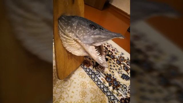 Мой первый медальон (чучело) из головы щуки сделанное своим и руками смотреть онлайн