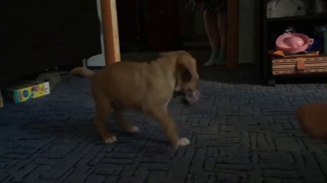 Маленький АМСТАФФ. Щенок амстаф. смотреть онлайн