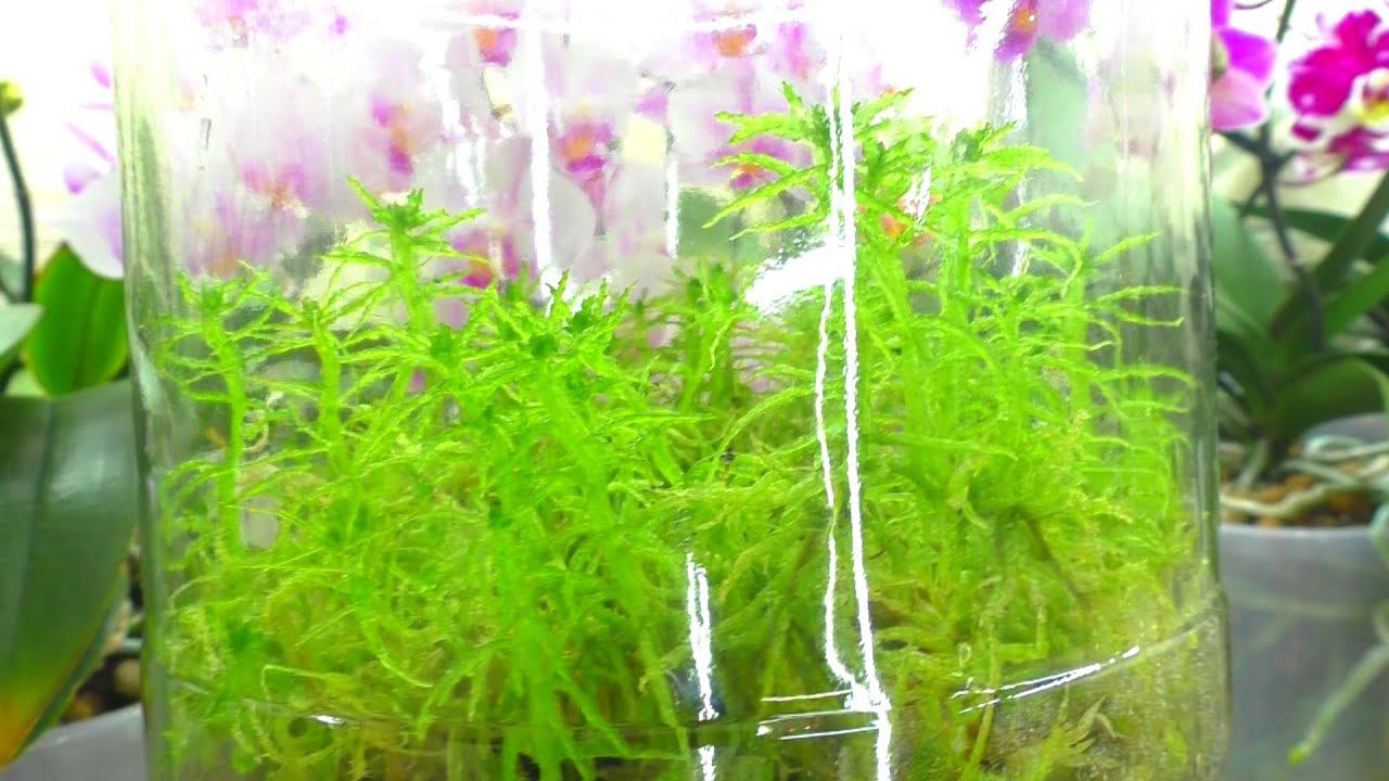 Живой МОХ СФАГНУМ творит ЧУДЕСА !!!  Орхидея Реанимашка в ЖИВОМ МХУ ОЖИВАЕТ ...