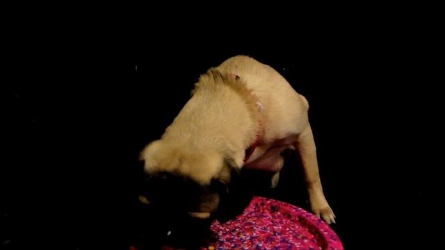 Muggins chooses breakfast egg ASMR | Pug with beautiful chicken eggs смотреть онлайн