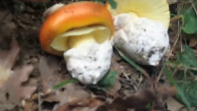 Lord Jaan - ovoli genovesi смотреть онлайн