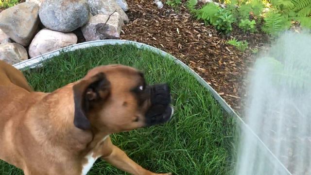 Bacchus the boxer loves to drink out of the hose!