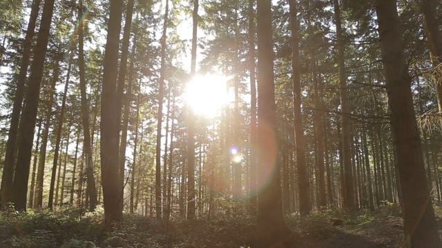 Phil Collins - You'll Be in My Heart LYRIC VIDEO (Cover, by Stars and Skylines) смотреть онлайн