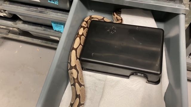 PLASMA x PARADIGM BLOOD BOA LITTER! May 15, 2020 смотреть онлайн