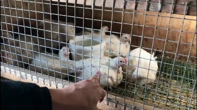 Клеточное и Напольное СОДЕРЖАНИЕ Бройлеров и Несушек. Плюсы и Минусы смотреть онлайн