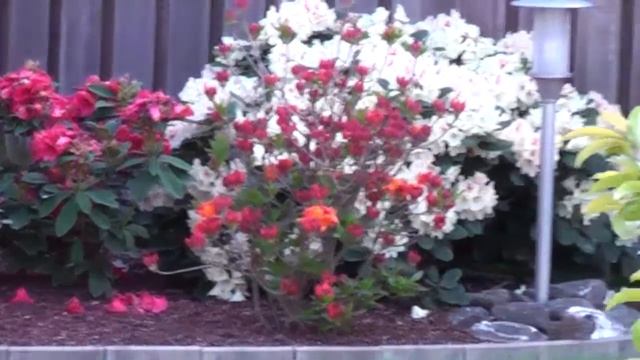 Wohnzimmer /Garteb (Testvideo Camcorder Panasonic HDC-SD10) смотреть онлайн