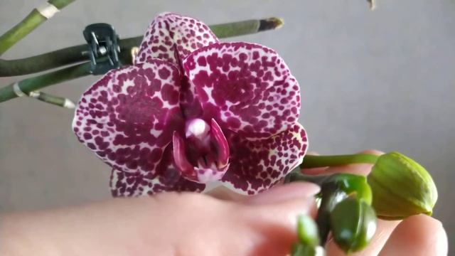 ?Phalaenopsis Lioulin Wild Cat? смотреть онлайн