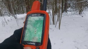 Посмотрим следы куницы