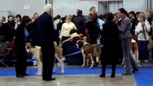 ЕВРАЗИЯ-1 сенбернар кш Джек Лондон класс щенков смотреть онлайн