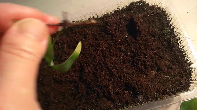 Результат черенкования клематиса . смотреть онлайн