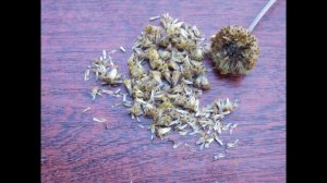 Срезаем краспедию на семена и в букеты.