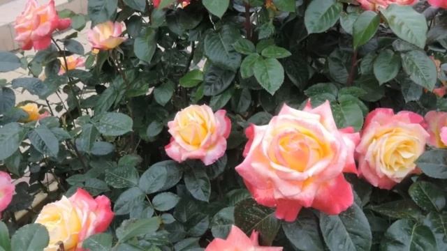 Двухцветные розы которые ни кого не оставят равнодушным! смотреть онлайн