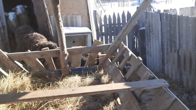 Новые овцы (маленькие ярочки). 23 февраля 2021 г. смотреть онлайн