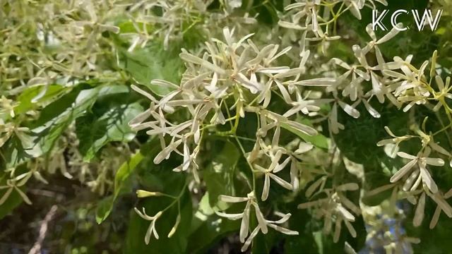 Chinese Fringe Flowering Tree  (Chionanthus Retusus) ~ In Full Bloom