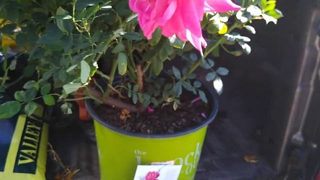 Double knock out roses смотреть онлайн