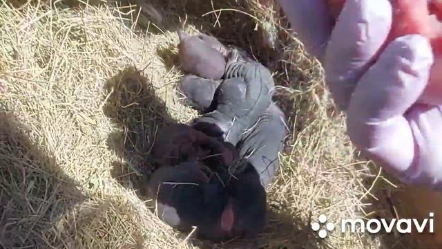 Крольчиха рожает второй день. Окрол крольчихи Белый Великан от Фландера.  Кролики Белые Великаны.