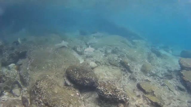 Копия видео "Рифовые акулы на о.Пхи Пхи Андаманское море" смотреть онлайн