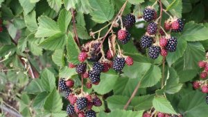 Черная малина – Экзотика на вашем участке ? СОРТА черноплодной малины