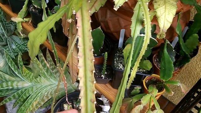 How To Care For And Grow Epiphyllum Cacti / Orchid Cactus/ Epiphytic Cactus