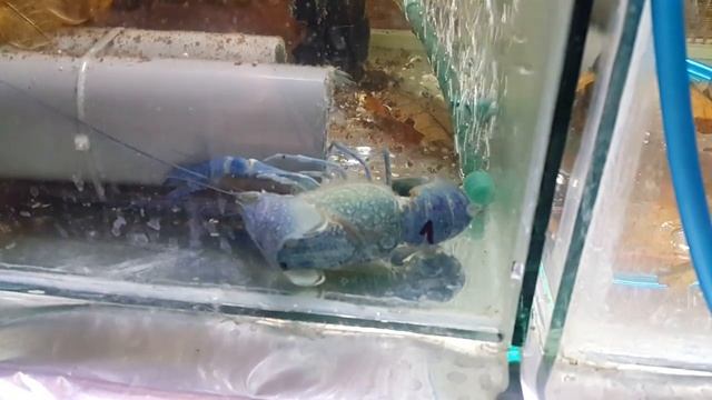 Линька Австралийского рака . Крупным планом смотреть онлайн